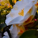 Lukas Con Il Cuore 3 6 Pers E Giardino Privato Apartamento