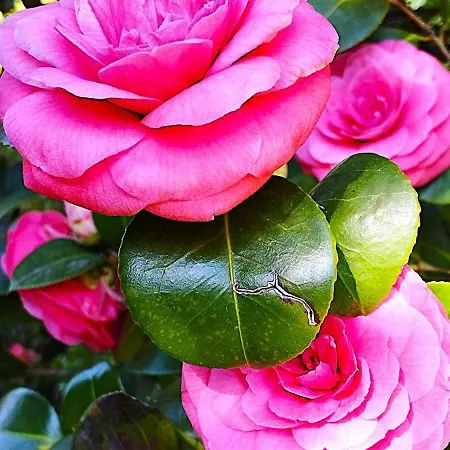 Апартаменты Lukas Con Il Cuore 3 6 Pers E Giardino Privato *
