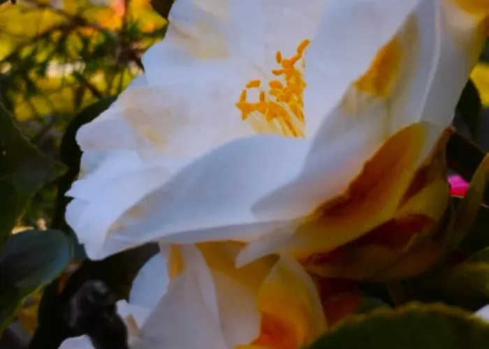 Lukas Con Il Cuore 3 6 Pers E Giardino Privato Lägenhet