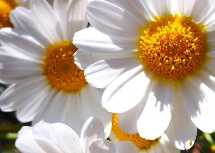 Lägenhet Lukas Con Il Cuore 3 6 Pers E Giardino Privato *