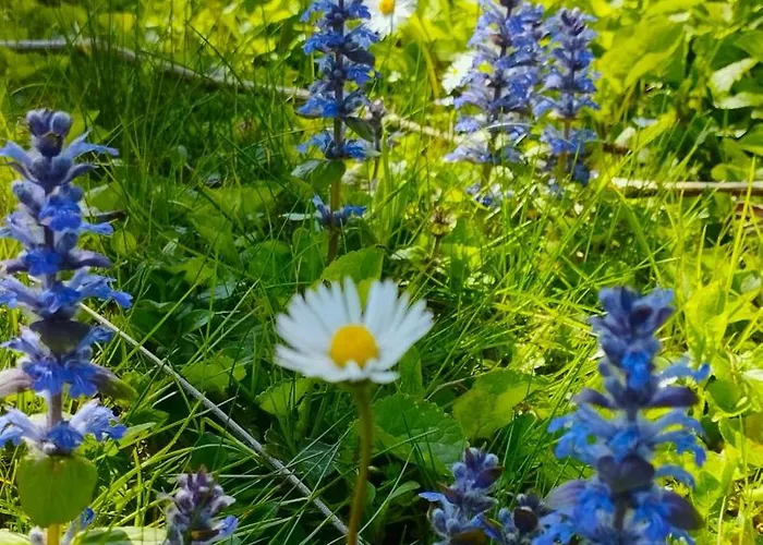 Lägenhet Lukas Con Il Cuore 3 6 Pers E Giardino Privato Merone