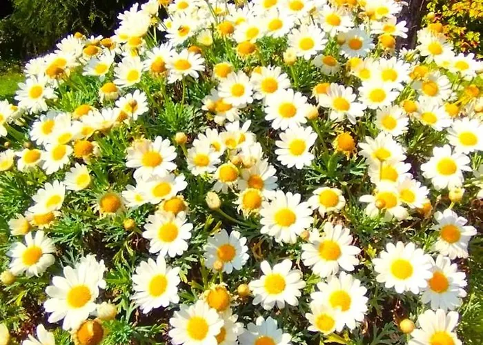 Lukas Con Il Cuore 3 6 Pers E Giardino Privato