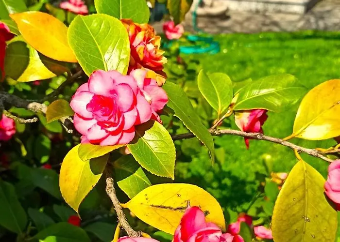 Lukas Con Il Cuore 3 6 Pers E Giardino Privato Lägenhet *