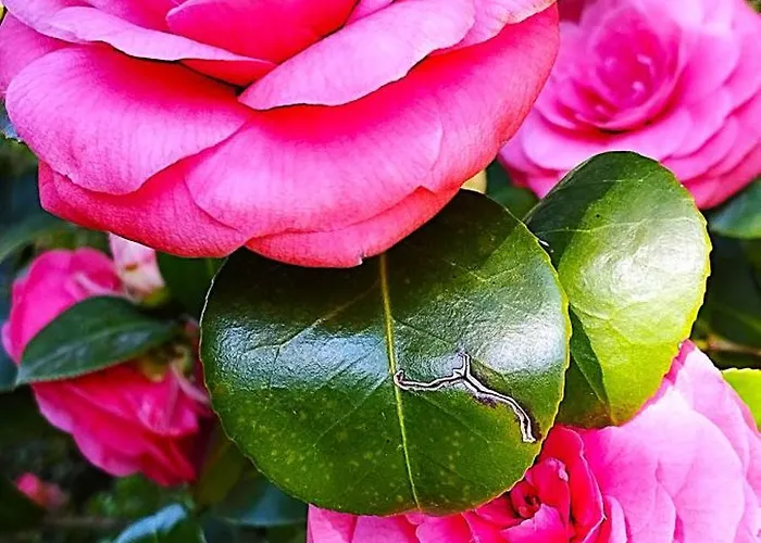 Lägenhet Lukas Con Il Cuore 3 6 Pers E Giardino Privato *