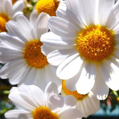 Апартаменты Lukas Con Il Cuore 3 6 Pers E Giardino Privato *