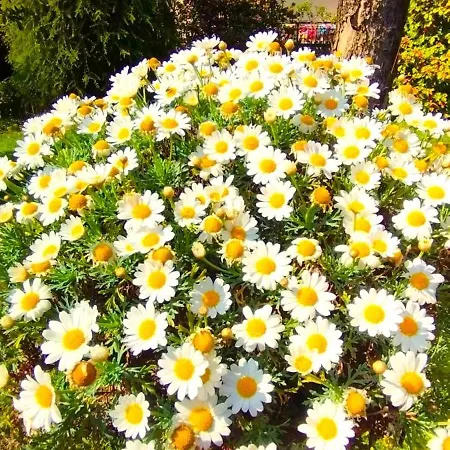 Lukas Con Il Cuore 3 6 Pers E Giardino Privato