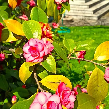 Lukas Con Il Cuore 3 6 Pers E Giardino Privato Апартаменты *