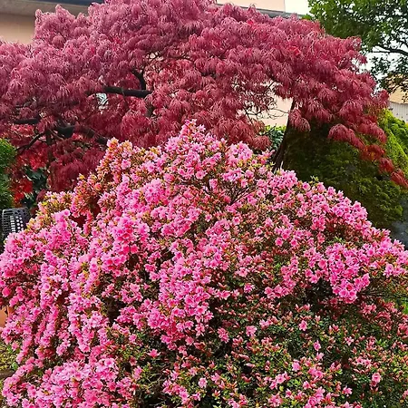 Апартаменты Lukas Con Il Cuore 3 6 Pers E Giardino Privato